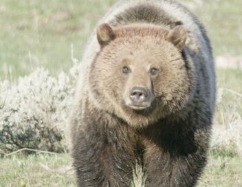 Yellowstone : Nature extrême