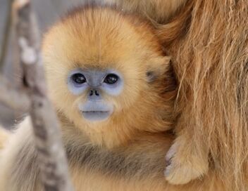 Souvenirs d'un singe doré