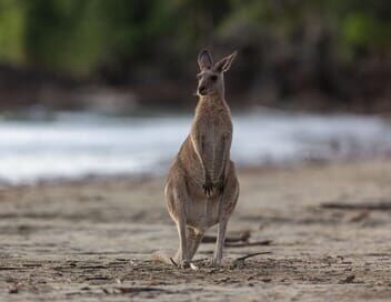 Les côtes sauvages d'Australie