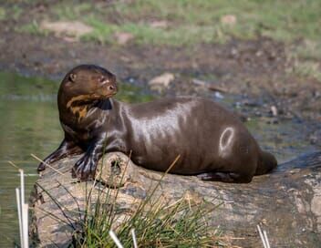 Dora, la jeune loutre géante