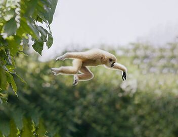 Les animaux s'envoient en l'air