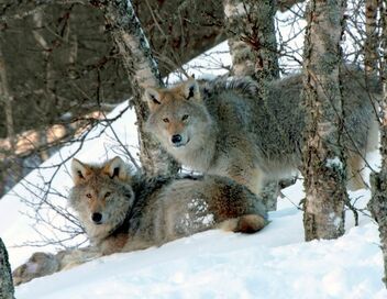 Le langage des animaux