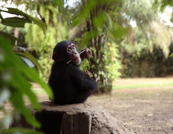 A l'école des chimpanzés