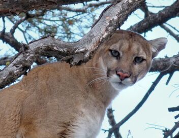 Seuls face à l'Alaska