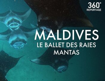 Maldives, le ballet des raies mantas