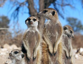 Démocraties animales