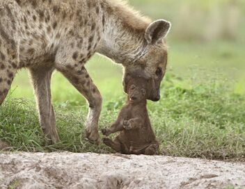 Dynasties