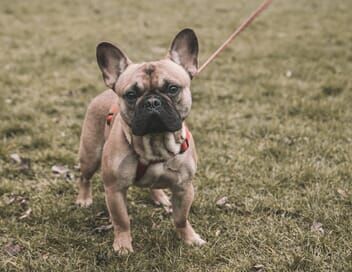 Chiens hors de contrôle : un dresseur à la rescousse