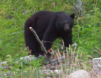 Canada, la force de la nature