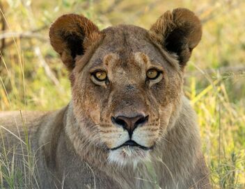 Sur la terre des grands félins