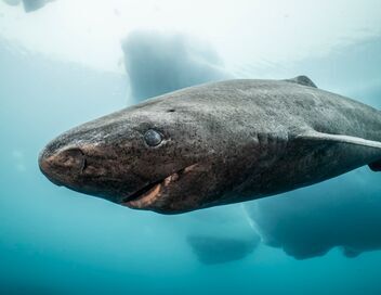 Les requins qui venaient du froid