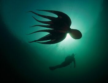 Une pieuvre dans mon salon