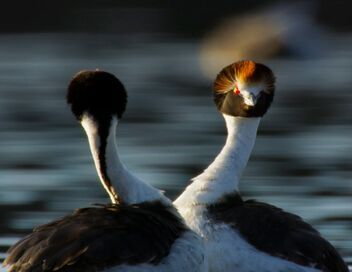 Règne animal, les jeux de l'amour