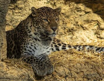 Zoo : le défi de demain