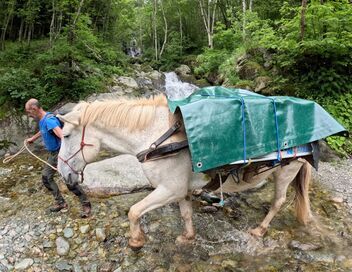 Le mulet en montagne, une alternative