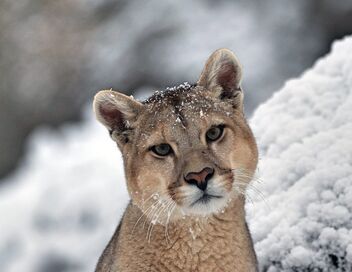 Dynasties animales