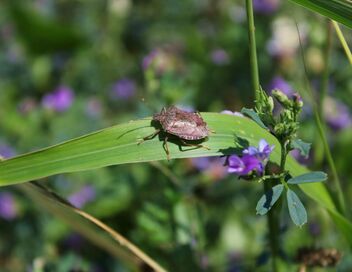 Nuisibles de l'été, la guerre est déclarée