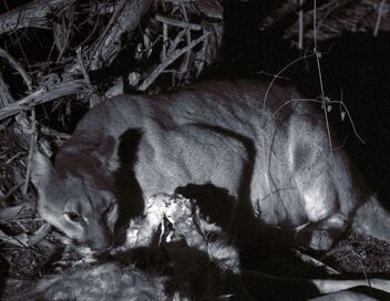 Les pumas, furtifs félins du Montana