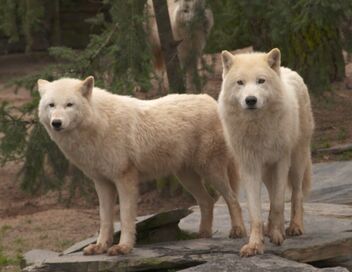 Une saison au zoo