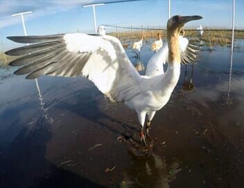 Louisiane, la passion des oiseaux