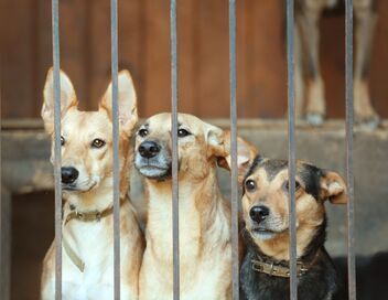 Chiens hors de contrôle : un dresseur à la rescousse