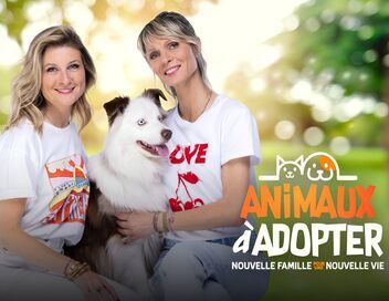 Animaux à adopter