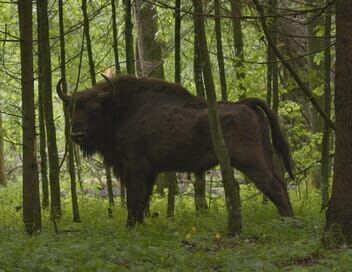 Le bison d'Europe, colosse de la forêt