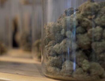 Cannabis, le paradoxe français