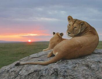 Serengeti, la grande cavalcade des animaux
