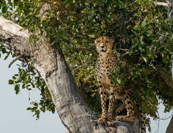 Sur la terre des grands félins