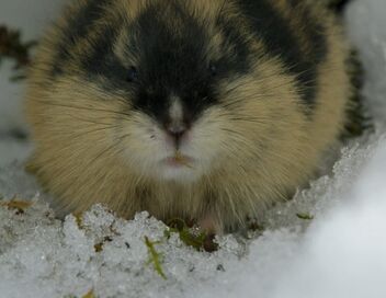 Merveilles nordiques