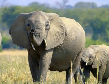 Le langage des animaux