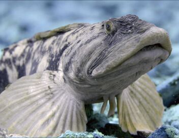 Le trésor de l'île de Terre-Neuve