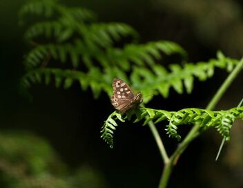 Les papillons, ces super héros de la nature