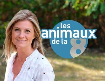 Les animaux de la 8