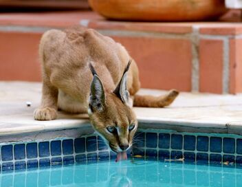 Caracal : La société du chat solitaire