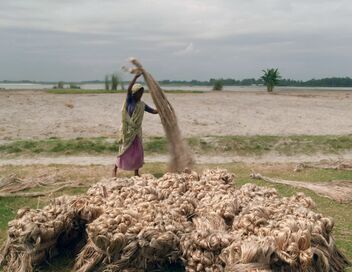 Les cultivateurs de la fibre d'or au Bangladesh