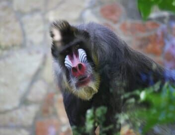 Une saison au zoo