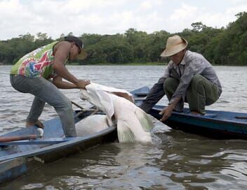 Arapaïma, le poisson géant d'Amazonie