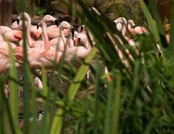 Zoo : le défi de demain