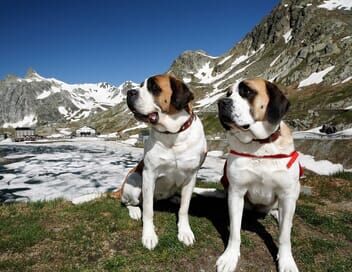 Saint-Bernard et ses chiens