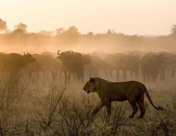 Okavango, le fleuve-vie