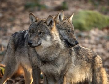 Les animaux du toit du monde