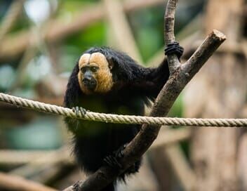 Une saison au zoo