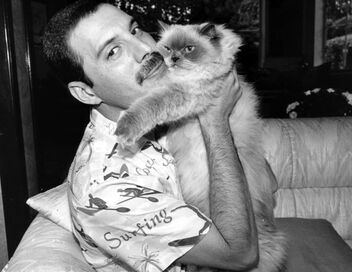 Freddie Mercury : The Great Pretender