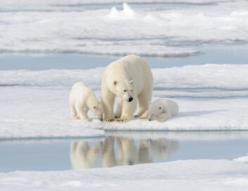 Expédition Arctique : au coeur du réchauffement climatique