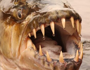 River Monsters
