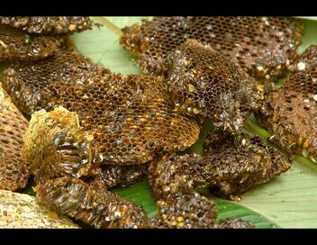 Les maîtres des abeilles