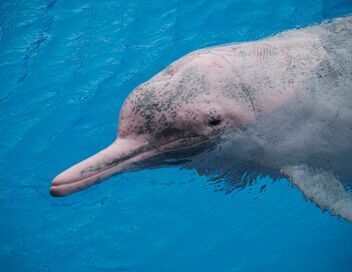 Espèces menacées de Chine