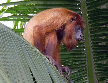 Canopée guyanaise : les aventures d'un singe-écureuil